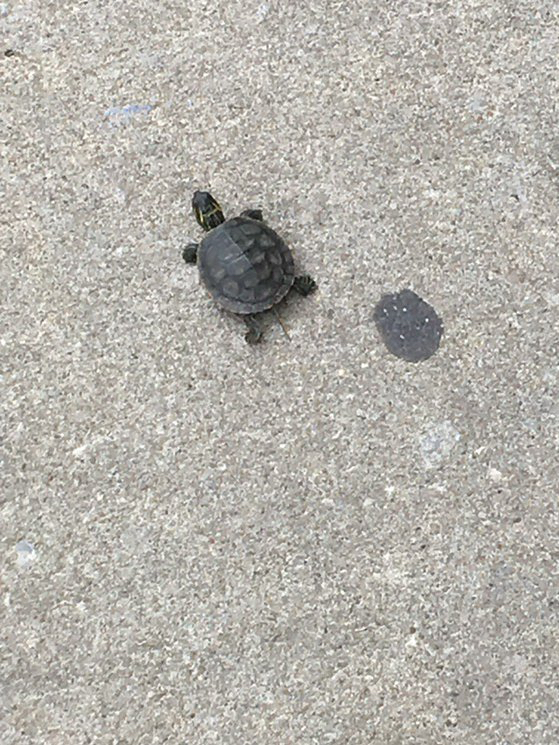 RescuedTurtle