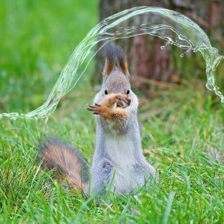 WaterBendingSquirrel