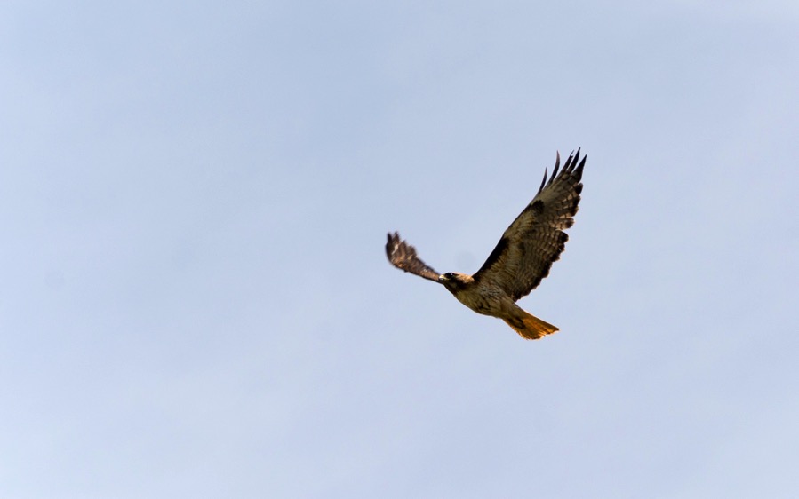 D71_0956.jpg D71 0956