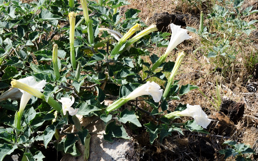 DSC_4280.jpg DSC 4280