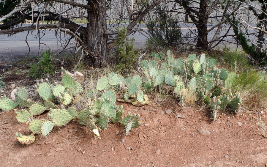 DSC_4293.jpg DSC 4293