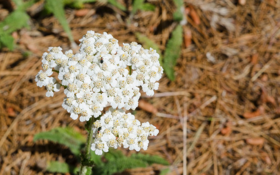 DSC_4307.jpg DSC 4307