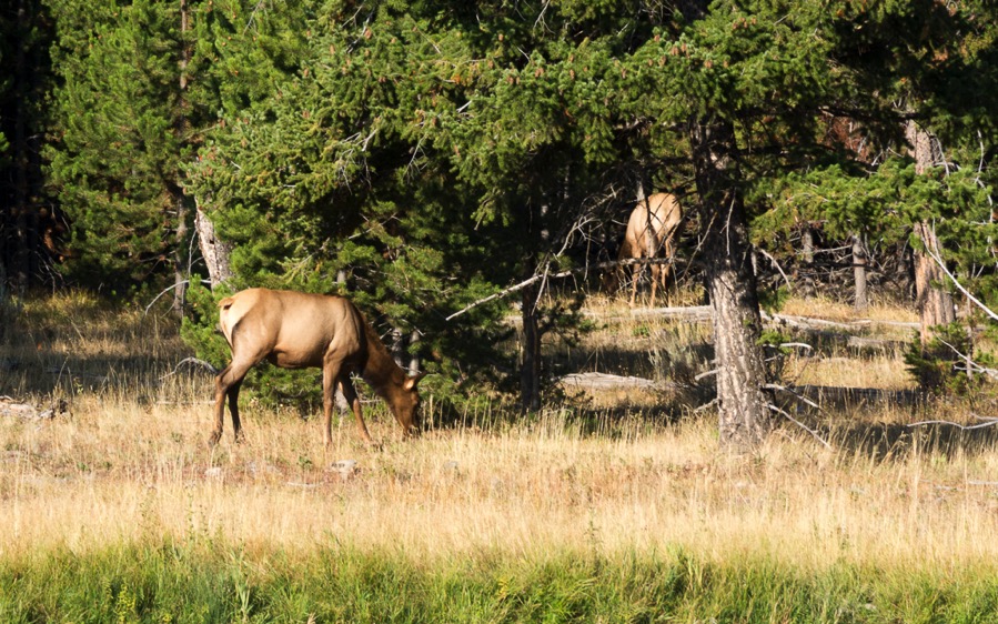 D71_3366.jpg D71 3366