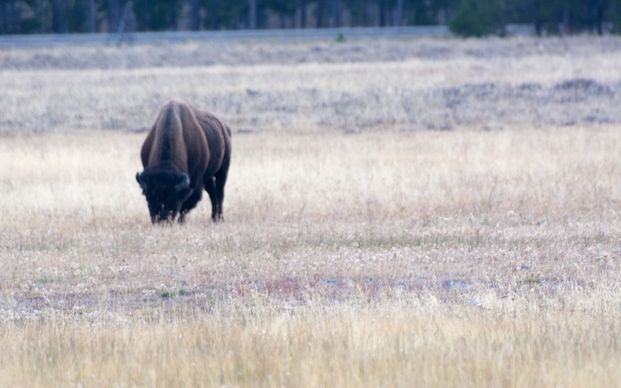 D71_3716.jpg D71 3716