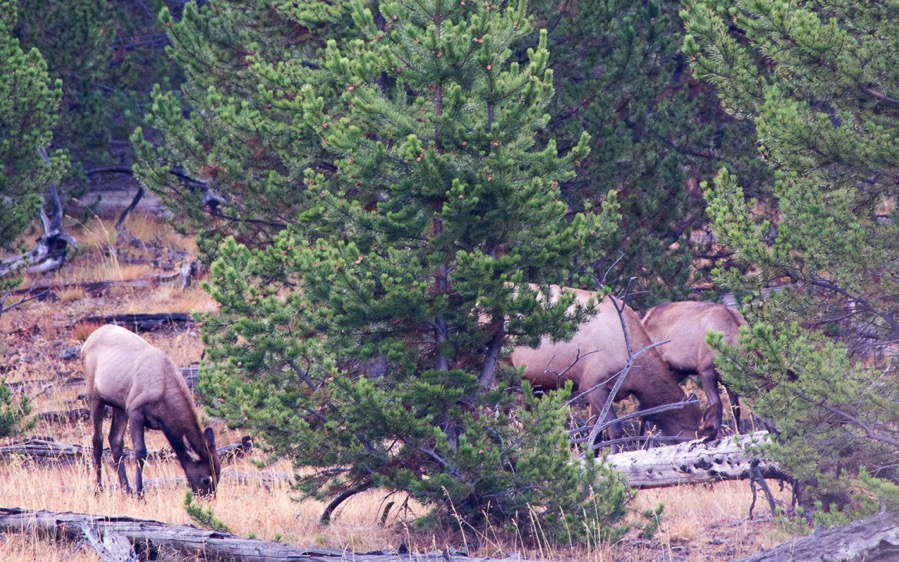 D71_3804.jpg D71 3804