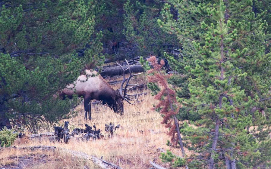 D71_3815.jpg D71 3815