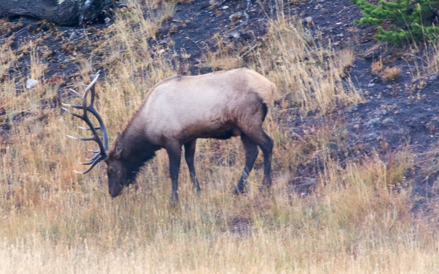 D71_3833.jpg D71 3833