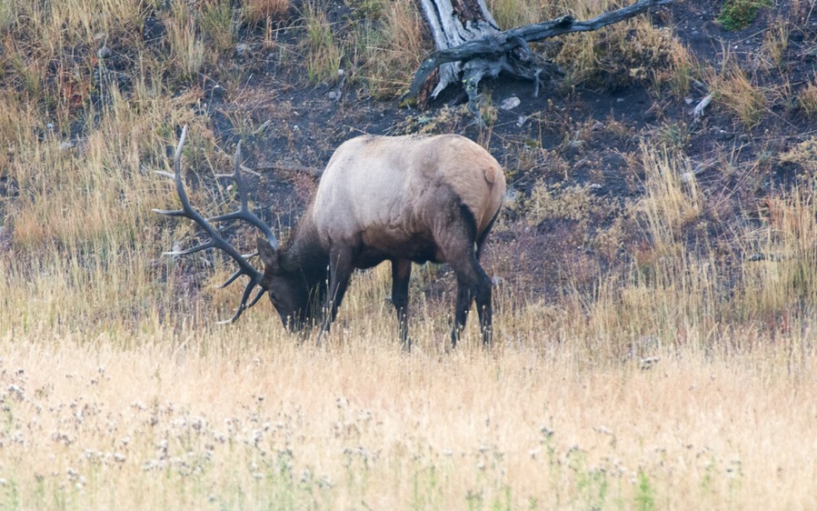 D71_3841.jpg D71 3841