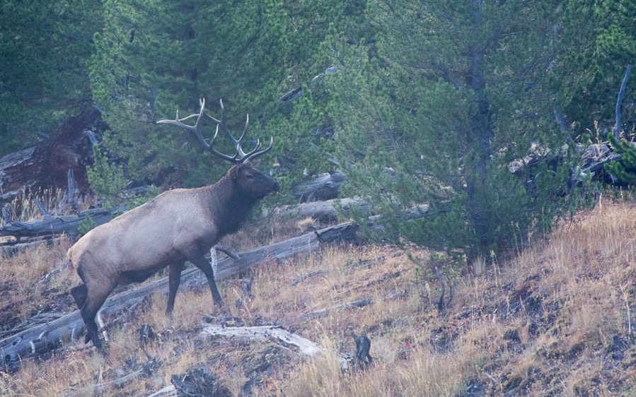 D71_3887.jpg D71 3887