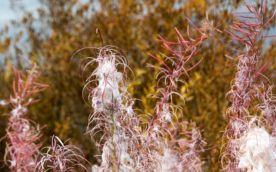 D71_3946.jpg D71 3946