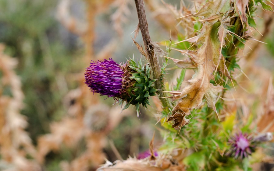 DSC_5773.jpg DSC 5773