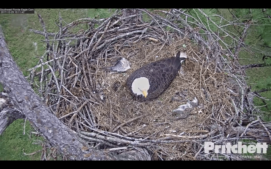 Screen Shot 2017 12 29 at 10 11 00 AM