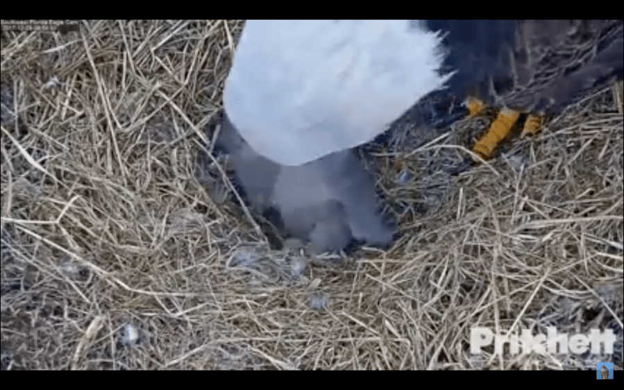 Screen Shot 2017 12 29 at 10 15 02 AM