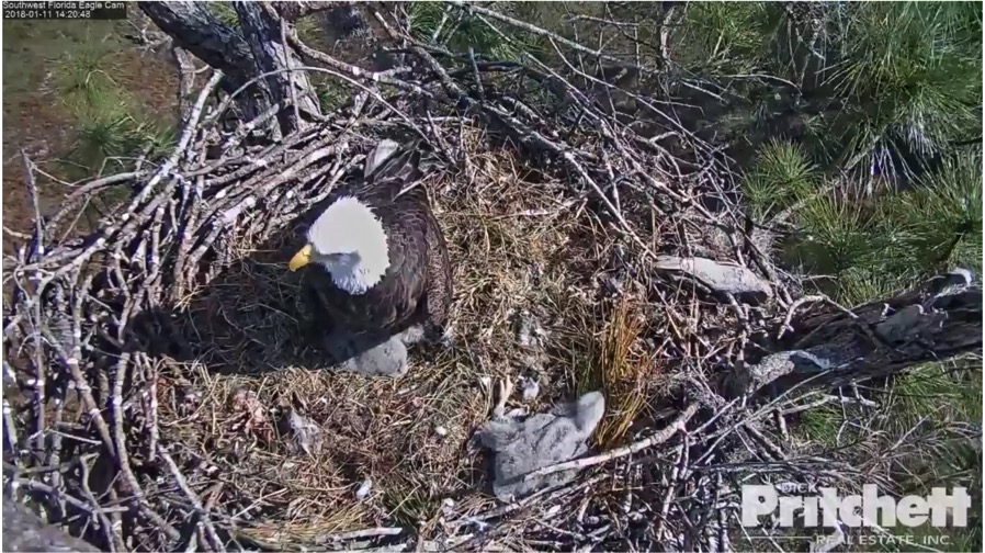 Screen Shot 2018 01 11 at 2 22 14 PM