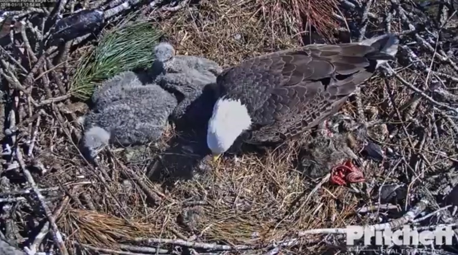 Screen Shot 2018 01 18 at 12 55 36 PM