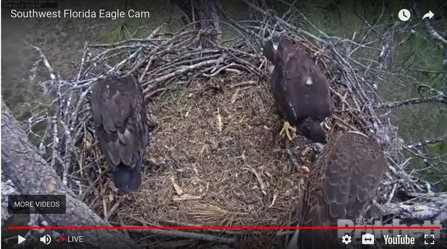 Screen Shot 2018 02 23 at 10 56 31 AM