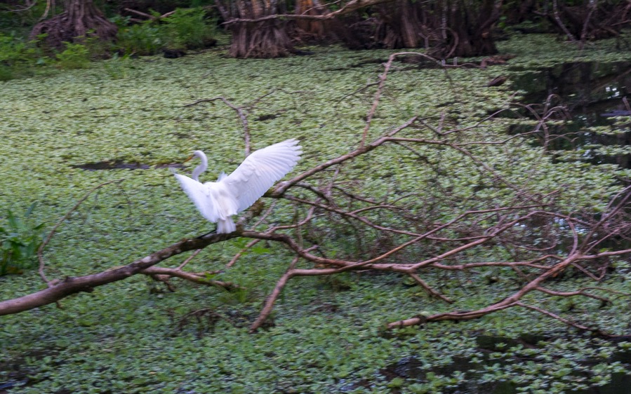 D71_5225.jpg D71 5225