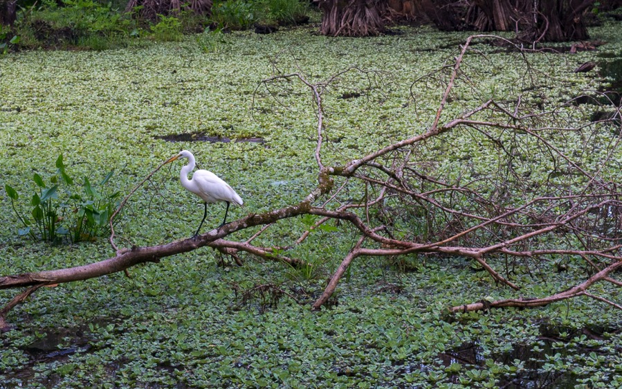 D71_5226.jpg D71 5226