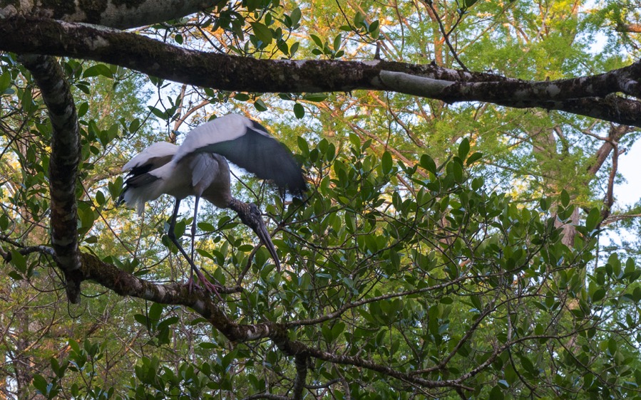 D71_5232.jpg D71 5232