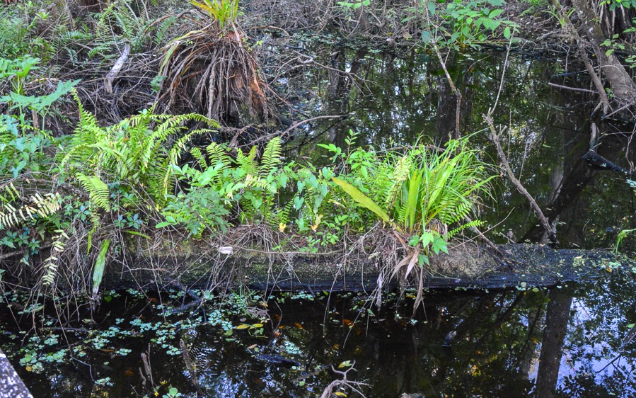 D71_5276.jpg D71 5276