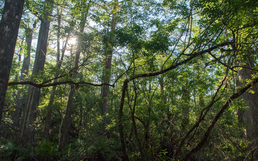 D71_5320.jpg D71 5320