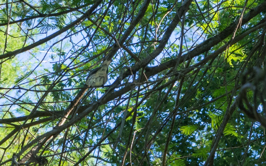 D71_5375.jpg D71 5375