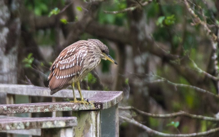 D75_0651.jpg D75 0651