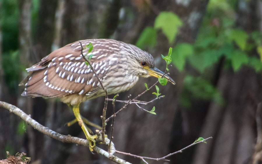 D75_0669.jpg D75 0669