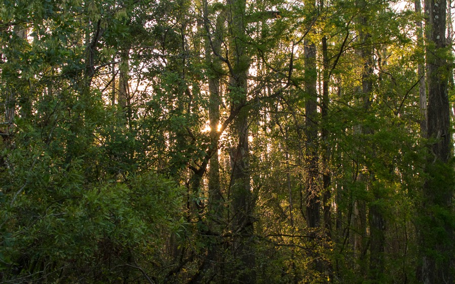 D75_0695.jpg D75 0695