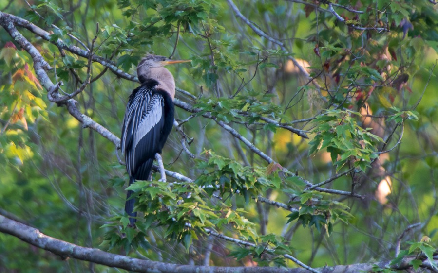 D75_0706.jpg D75 0706