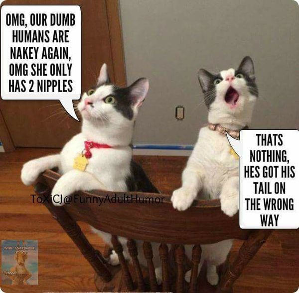 IfAnimalsCouldTalk.jpg IfAnimalsCouldTalk