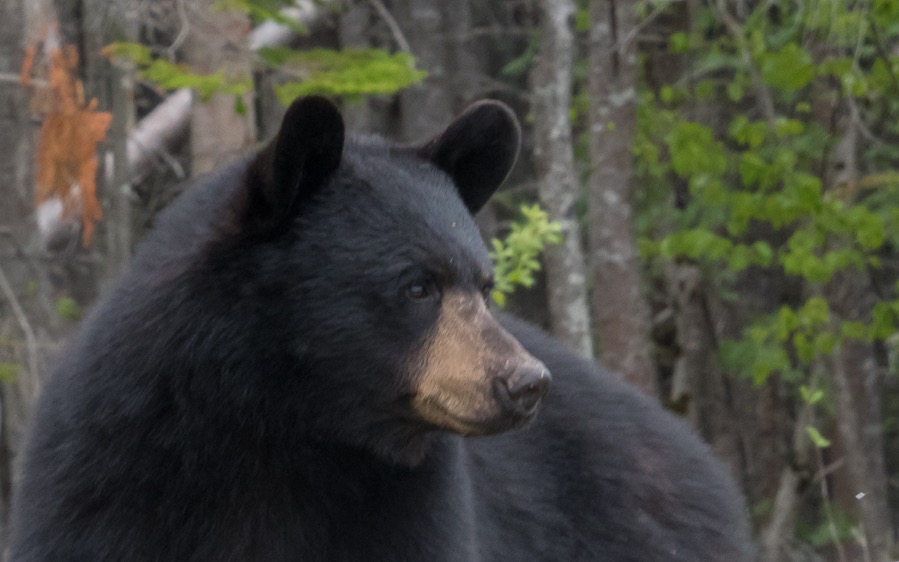 D75 2537 Edit Luminar2018 edit