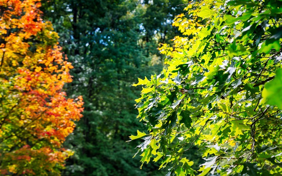 D75 5092 Luminar2018 edit