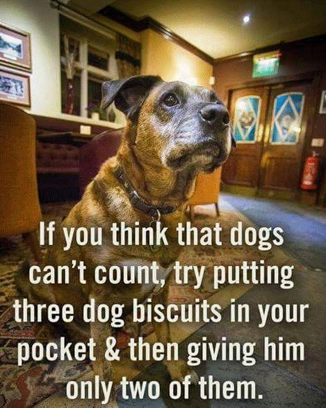 DogsCanTooCount