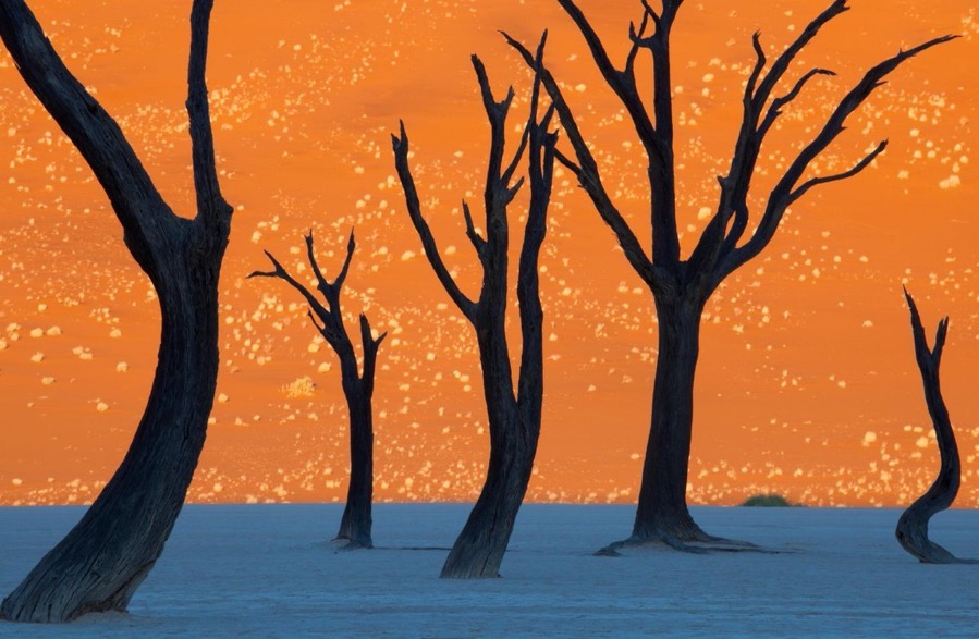 CamelThornTreesNamibia
