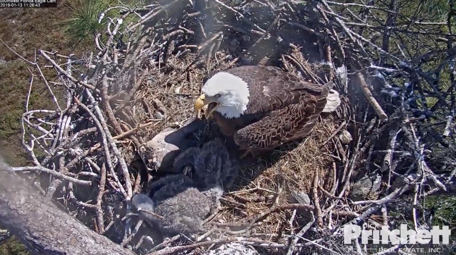 20190113 eaglets