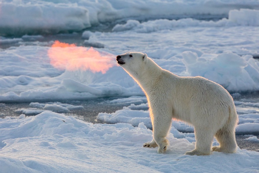 FireBreathingPolarBear