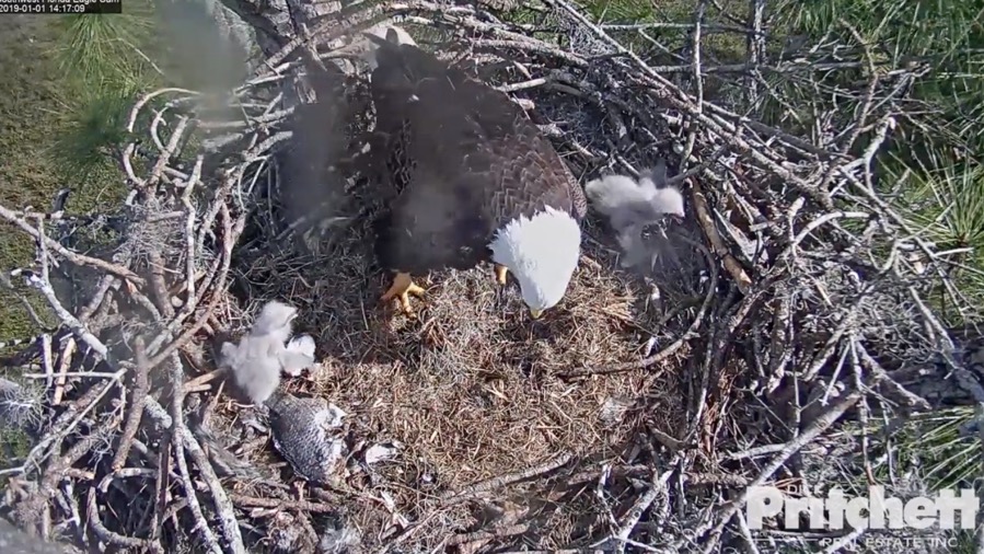 Screen Shot 2019-01-01 at 2.17.38 PM.jpg Screen Shot 2019 01 01 at 2 17 38 PM