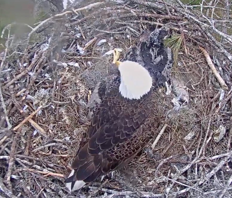 Screen Shot 2019 01 26 at 2 20 23 PM