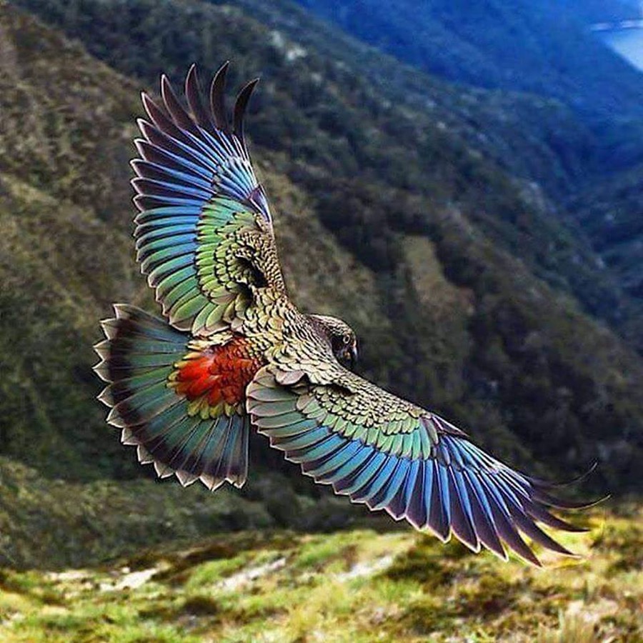 Kea