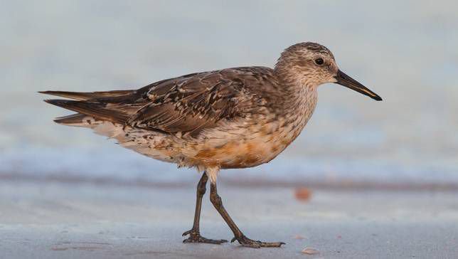 Moodbird Red Knot