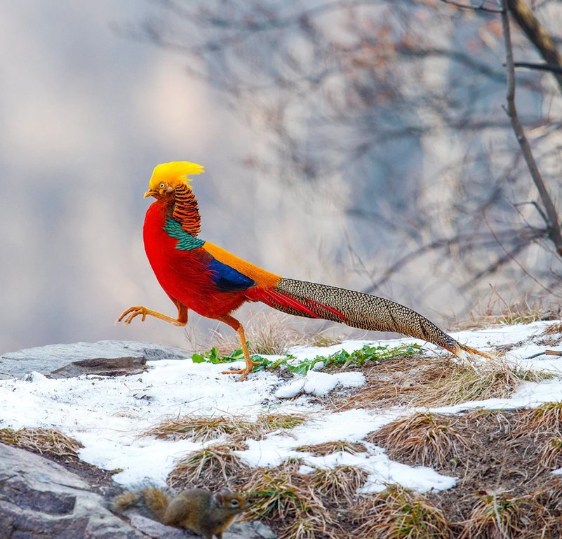 GoldenPheasantPhasianidae