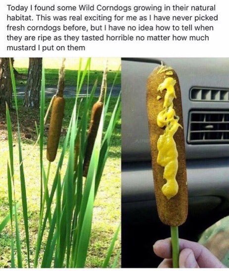 WildCorndogs