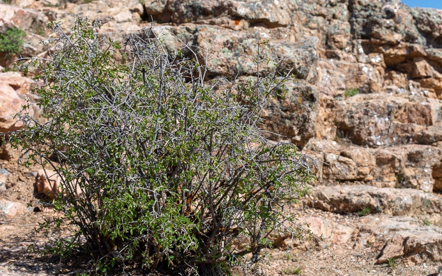 D71_7723.jpg D71 7723