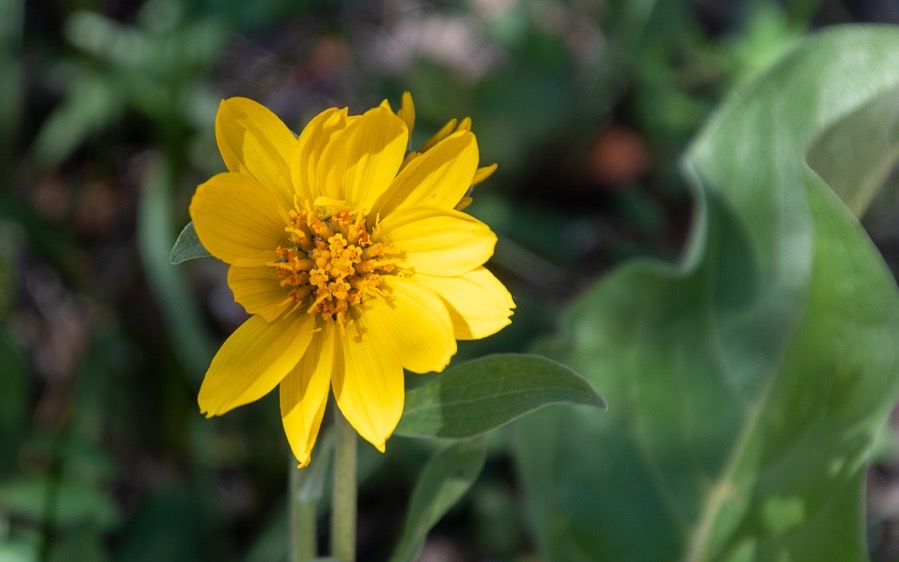 DSC_0411.jpg DSC 0411