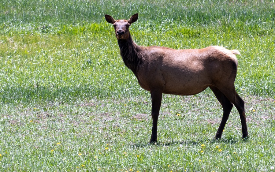 DSC_0521.jpg DSC 0521