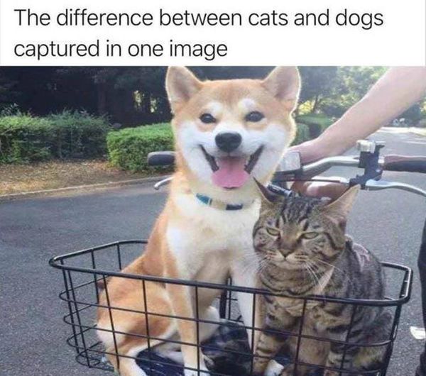CatsVsDogs