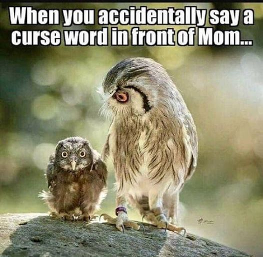 CurseWordMom