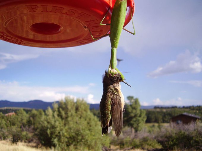 PrayingMantisHummingbird.jpg PrayingMantisHummingbird