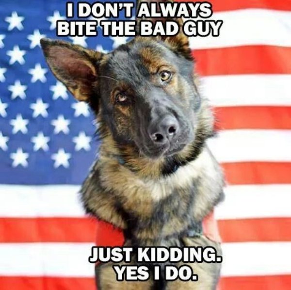 MilitaryServiceDog 00003